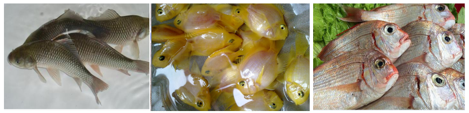 1594697619107144.png 150I46006-1.png